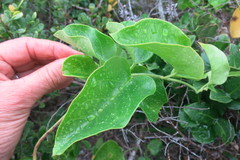 Vincetoxicum cordatum