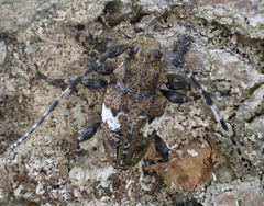 Aegomorphus quadrigibbus