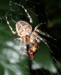 Araneus diadematus