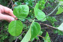 Vincetoxicum cordatum