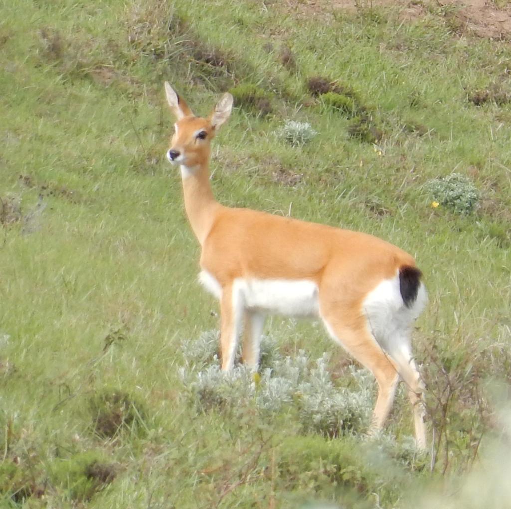 Oribi