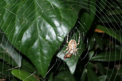 Araneus diadematus