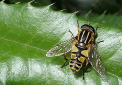 Helophilus pendulus