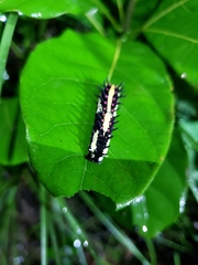 Papilio clytia