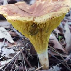 Phylloporus clelandii