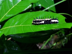 Papilio clytia