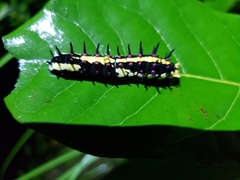Papilio clytia