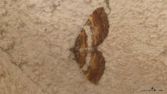 Earophila badiata