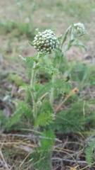 Achillea millefolium borealis