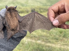 Vespertilio sinensis