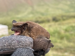 Vespertilio sinensis