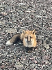 Vulpes vulpes deletrix
