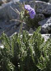 Polemonium elegans