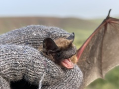 Vespertilio sinensis