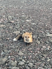 Vulpes vulpes deletrix