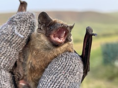 Vespertilio sinensis