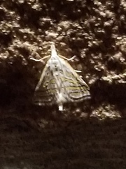 Leptosteges parthenialis