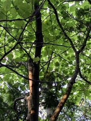 Tilia americana americana