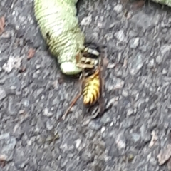 Vespula vulgaris
