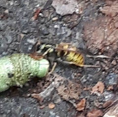 Vespula vulgaris