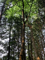 Tilia americana americana