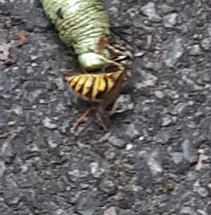 Vespula vulgaris