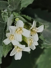 Pseudoturritis turrita