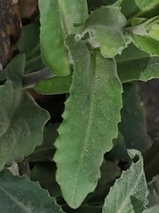 Pseudoturritis turrita