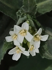 Pseudoturritis turrita