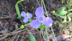 Ennealophus euryandrus