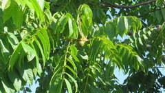 Juglans australis