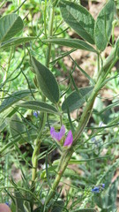 Galactia latisiliqua