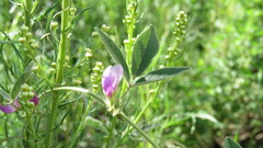 Galactia latisiliqua