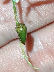 Stictopelta marmorata