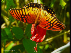 Dione moneta butleri