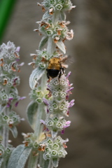 Bombus nevadensis
