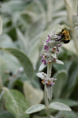 Bombus nevadensis