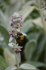 Bombus nevadensis
