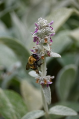 Bombus nevadensis