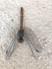 Brachymesia