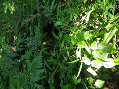 Hylodesmum repandum