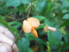 Hylodesmum repandum