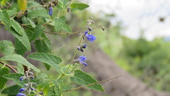 Salvia cuspidata