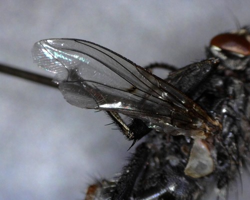 iNaturalist observation photo of Flesh Flies and Satellite Flies