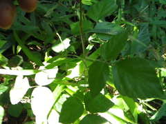 Hylodesmum repandum