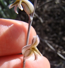 Haworthia mirabilis
