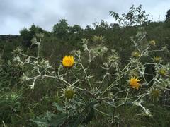 Berkheya maritima