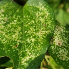 Poecilocapsus lineatus