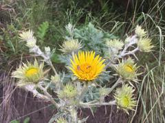 Berkheya maritima