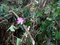 Passiflora cumbalensis